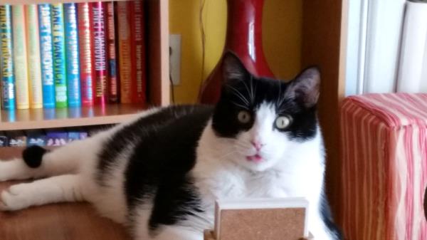 /Images/uploads/Cat Welfare Association/catwelfare2019calendarcontest/entries/6929thumb.jpg